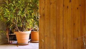Oleander