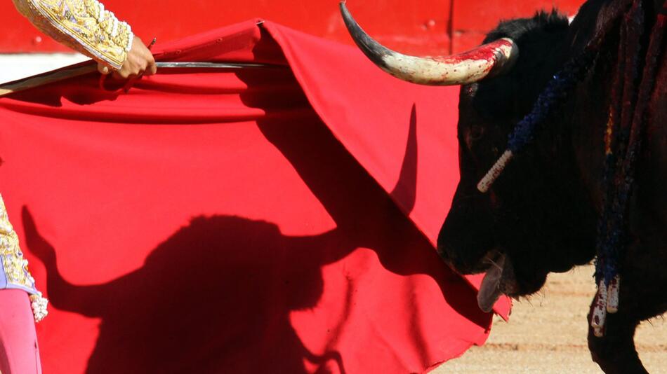 Rückkehr des Stierkampfs auf Mallorca