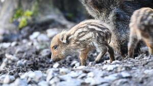 Frischlinge im Wildgehege