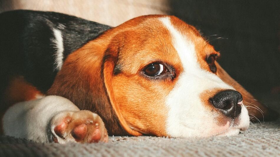 Der Hund wurde eingeschläfert.