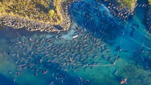 Kuscheln gegen Kältewelle: Hunderte Seekühe halten sich zusammen warm