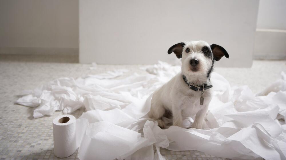 Die Versicherung greift bei Schaden durch Hund.