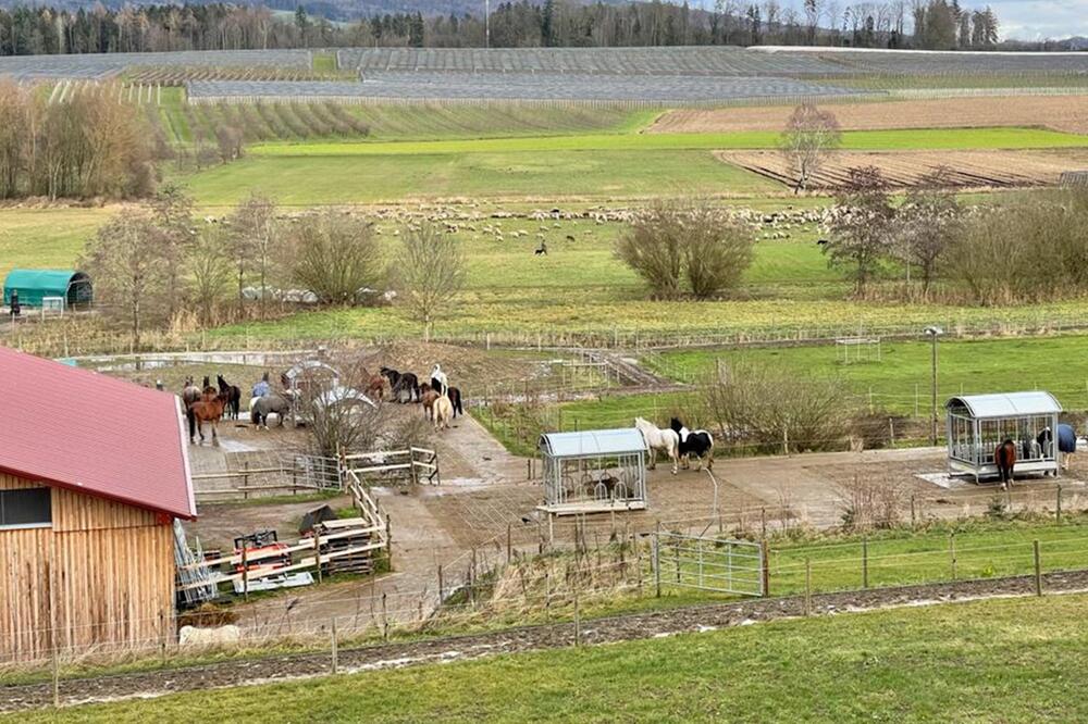 Das Konzept bildet das Leben der Wildpferde nach