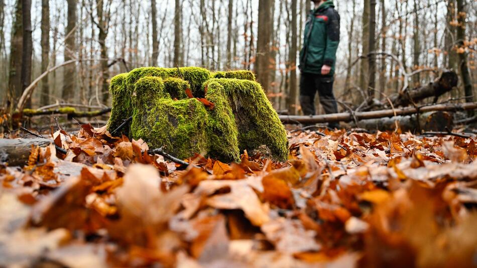 Waldschadensbericht Rheinland-Pfalz