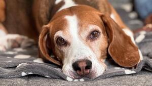 In seiner Familie ist Beagle Spencer aufgeblüht.