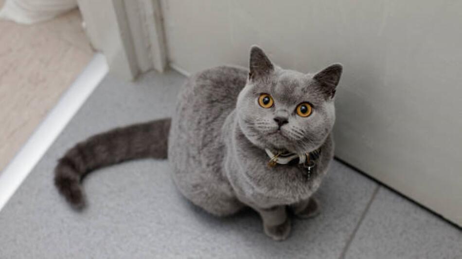 Eine graue Katze steht in der Wohnung.
