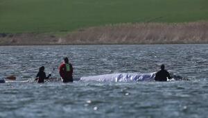 Wal vor Poel soll auf große Reise: Transport bis in die Nordsee geplant