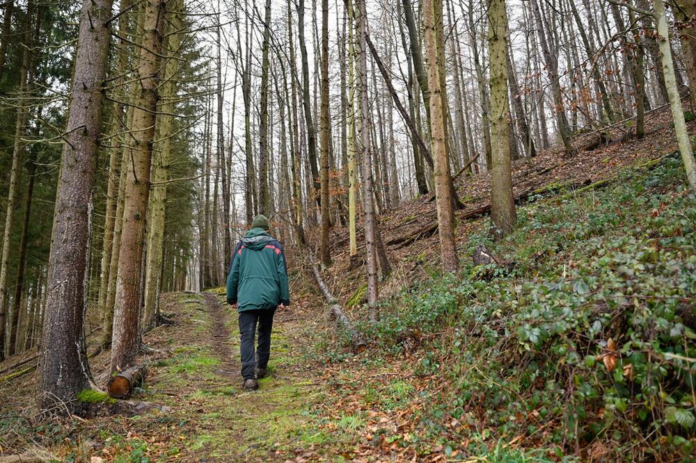 Waldschadensbericht Rheinland-Pfalz