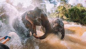 Elefant in einem Nationalpark in Thailand