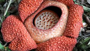 eine Rafflesia (Rafflesia arnoldii) in Nahaufnahme