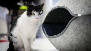 Zugfahrende Katze Shila