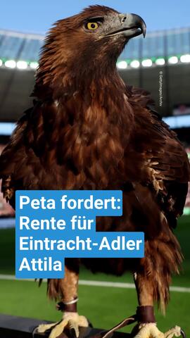  Peta fordert Rente für Eintracht-Adler Attila