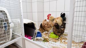 Hühner mit Schnüren und Kabeln angebunden auf Balkon gehalten