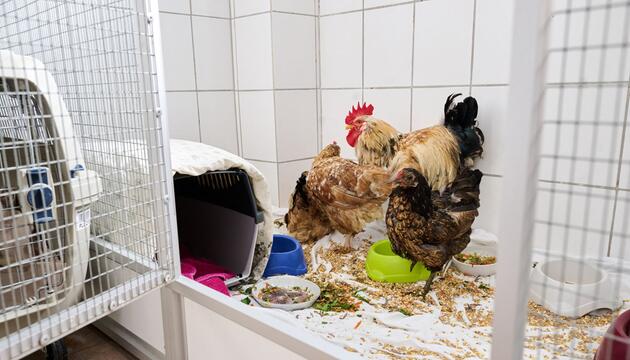 Hühner mit Schnüren und Kabeln angebunden auf Balkon gehalten