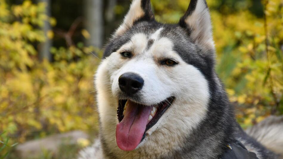 Ein Husky wurde von anderen Hunden angegriffen.