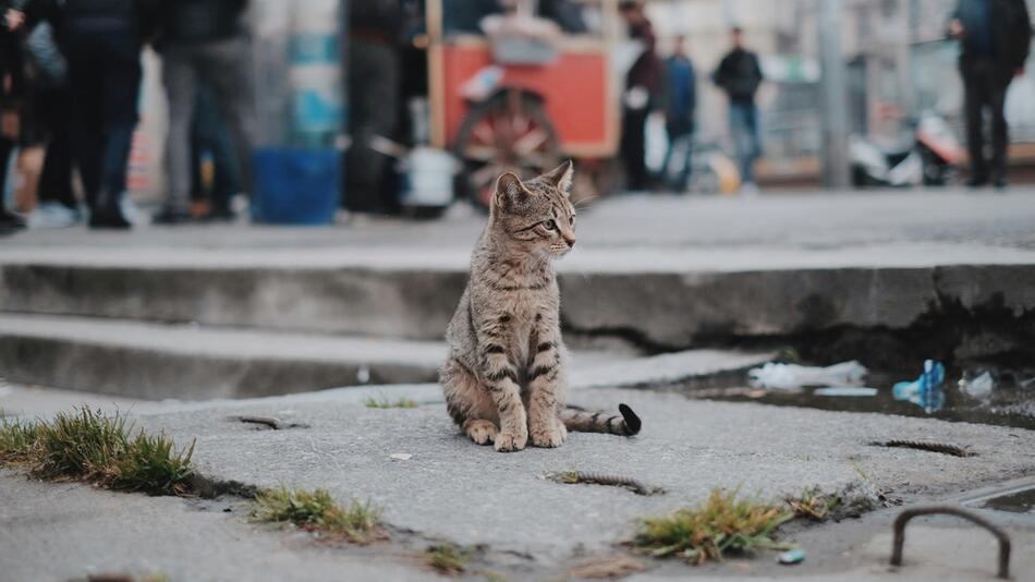 Katzen unterstützen ukrainische Soldaten.