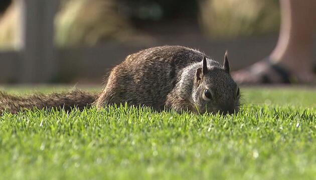Eichhörnchen erobern Park in Santa Monica – Behörden warnen vor frechen Nagern