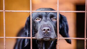 Tierschutzhund aus dem Ausland: Das ist wichtig