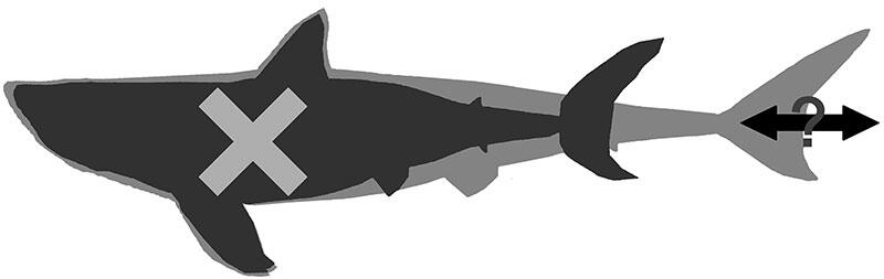 Megalodon