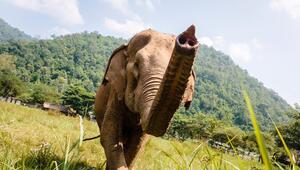 Elefant in einem Nationalpark in Thailand