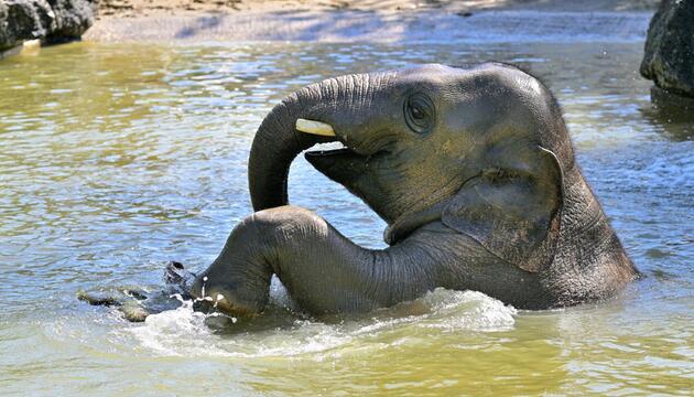 Elefant Otto im Tierpark Hellabrunn gestorben
