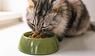 Katze frisst Trockengutter