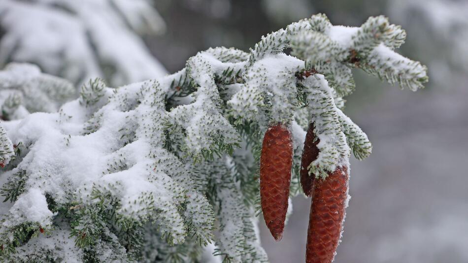 Wintereinbruch für das Wochenende erwartet