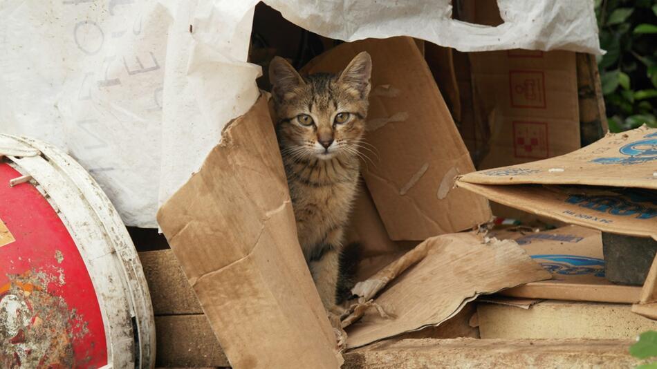 Eine Katze wurde im Müll entsorgt.