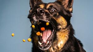 Hundefutter aus Insekten – eine gute Idee?