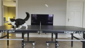 Ping-Pong-Katze: Haustier mischt Tischtennis-Duell auf
