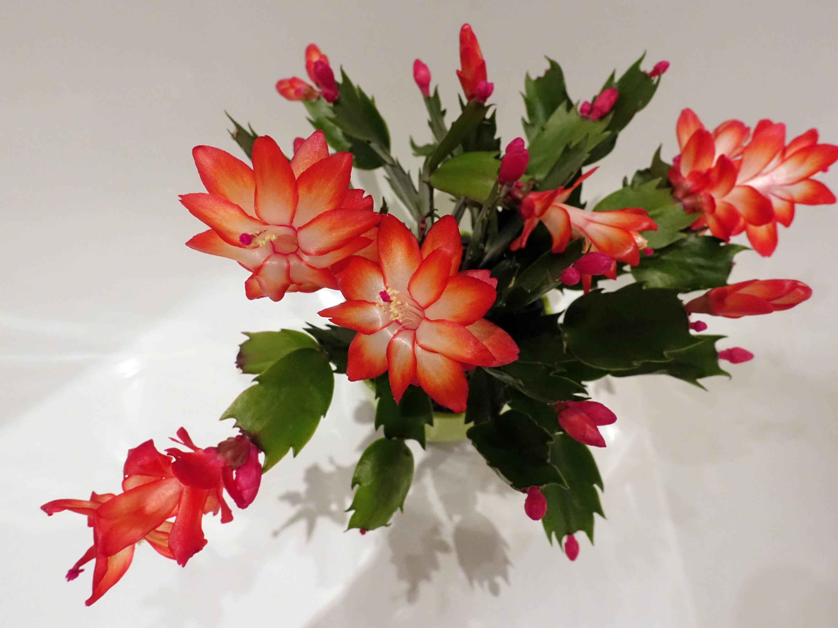 Schlumbergera: So pflegen Sie den Weihnachtskaktus richtig | WEB.DE