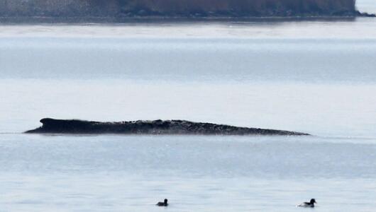 Buckelwal liegt in Wismarer Bucht