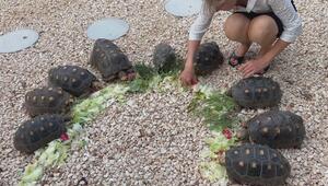 Schildkröten füttern inklusive: Dieses Airbnb auf Curaçao hat ein tierisches Extra