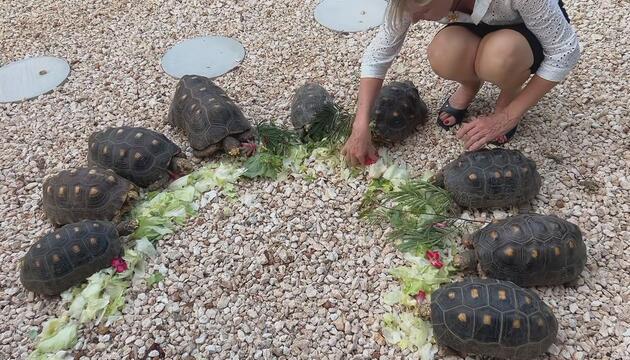 Schildkröten füttern inklusive: Dieses Airbnb auf Curaçao hat ein tierisches Extra