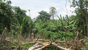 Dschungel in Papua-Neuguinea