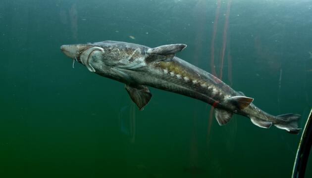 Giganten unter Wasser – die größten Fische Deutschland