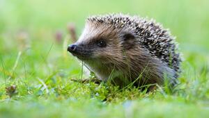 Igel
