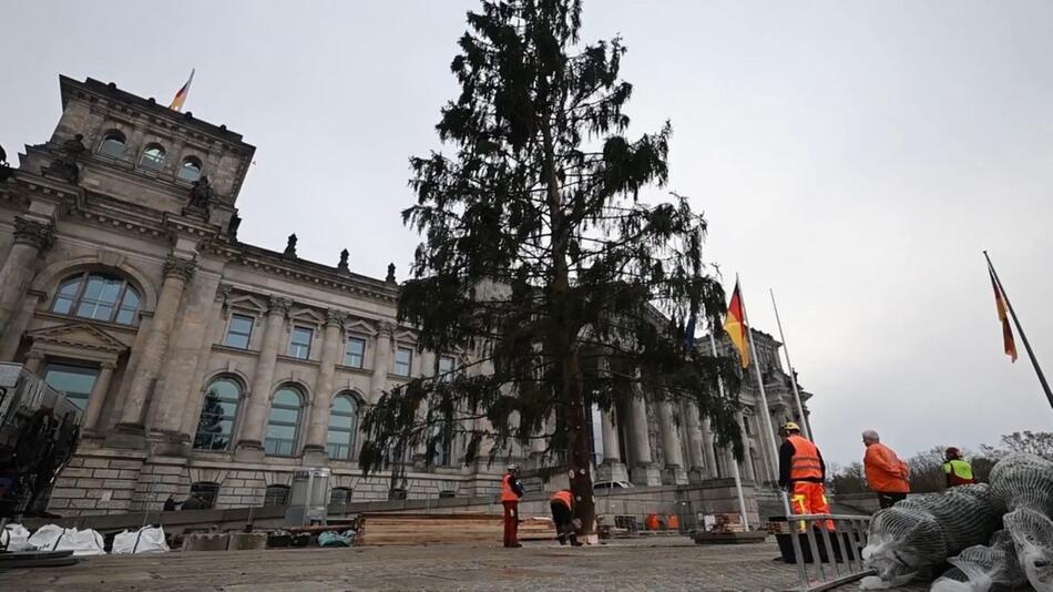 Weihnachtsbaum für den Bundestag: Eine Fichte reist in die Hauptstadt