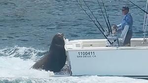 Frecher Seelöwe entert Boot – und will nur eins