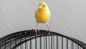 gelber Kanarienvogel