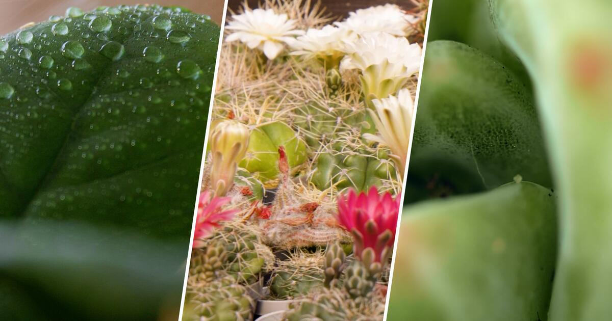kastanienbaum zimmerpflanze Rosskastanie - Echte Kastanie