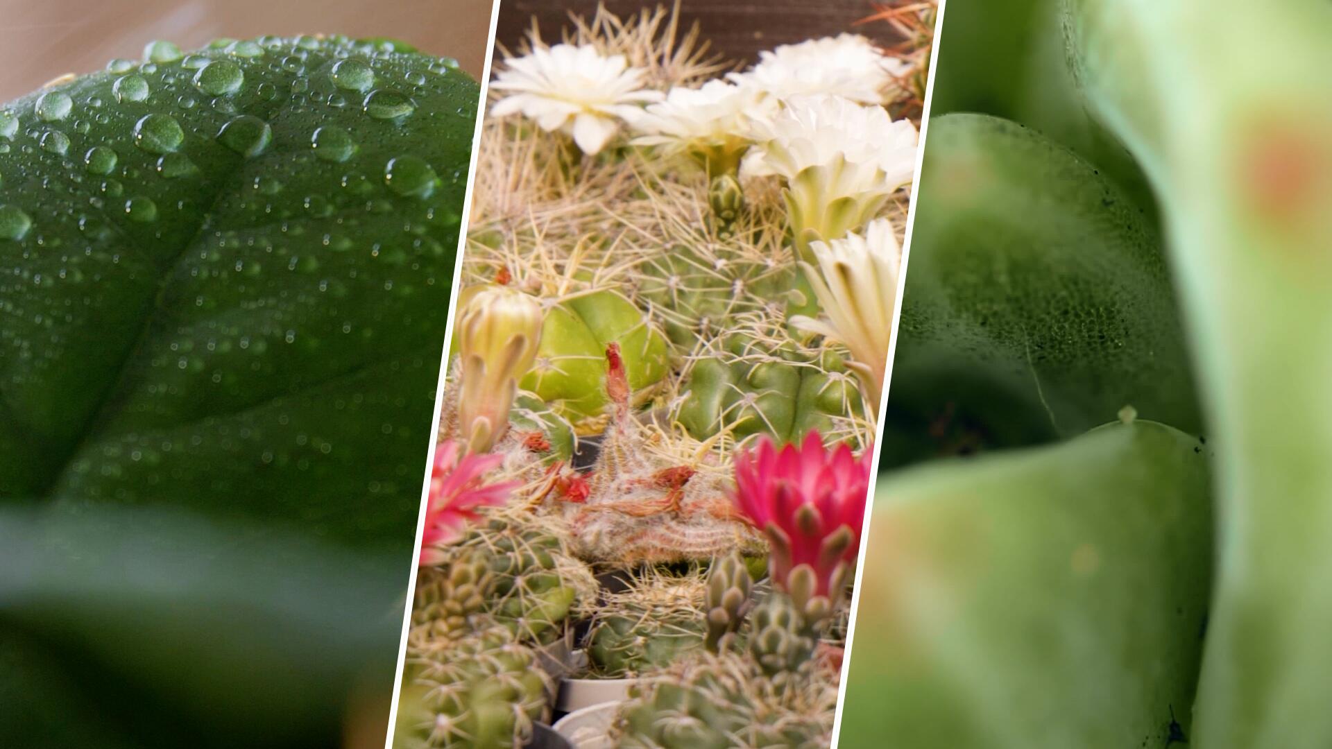 saatgut kaufen günstig Bio-Gartengemüse Samen-Set kaufen main image 1
