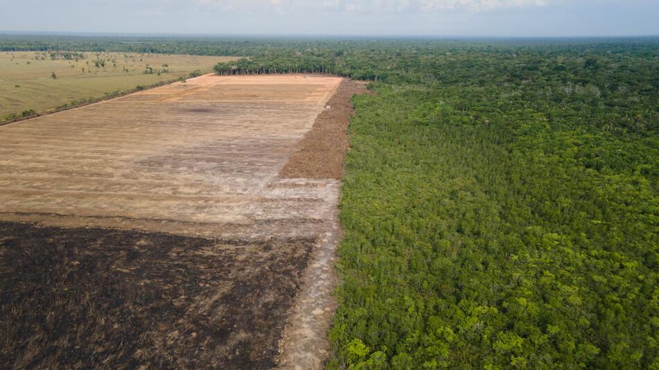 Rodung im brasilianischen Amazonasgebiet