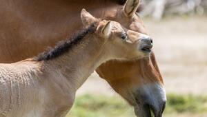 Przewalski-Fohlen im Tierpark Hellabrunn