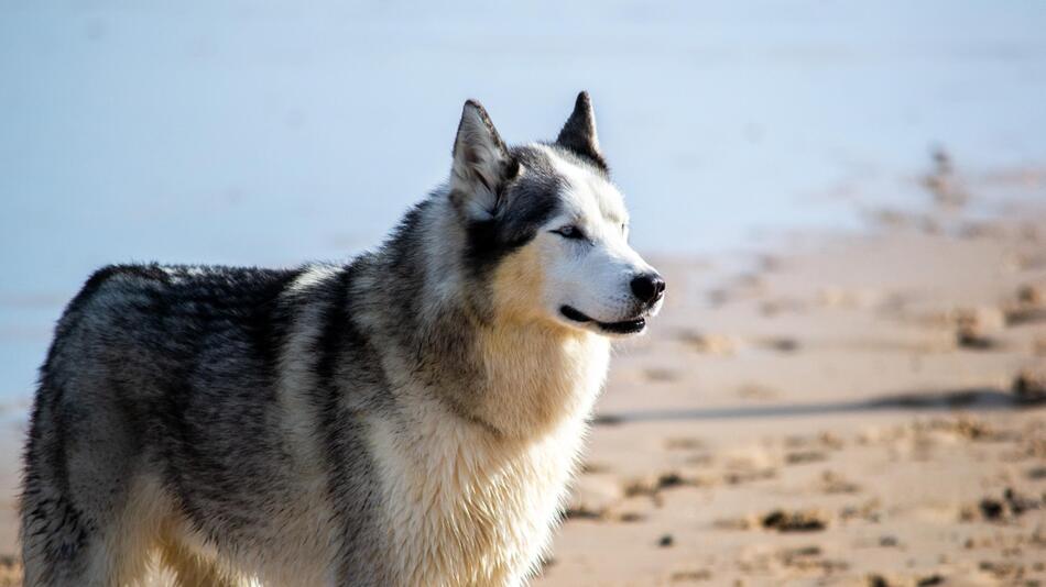 Eine Husky-Dame wurde am Strand angegriffen.