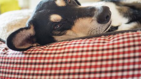 Knapp jedes Dritte Haustier darf im Bett schlafen
