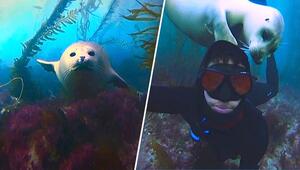 Auf Tuchfühlung: Wilder Seehund kuschelt mit Taucher