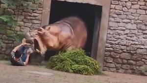 In einem Zoo in China hat ein Tierpfleger bei er Attacke eines Flusspferdes Glück im Unglück
