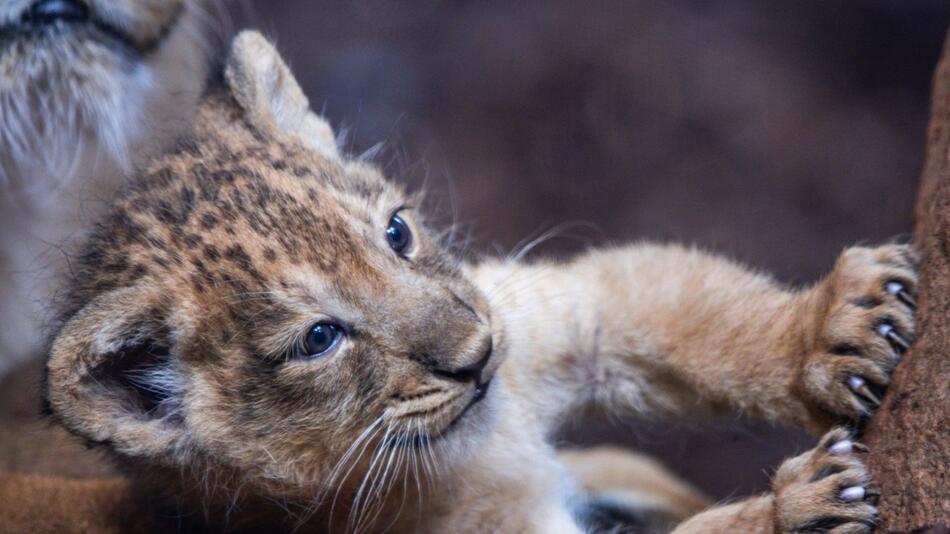 Löwenjunges "Santosh" im Schweriner Zoo