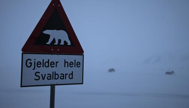 Eisbär auf Spitzbergen erschossen